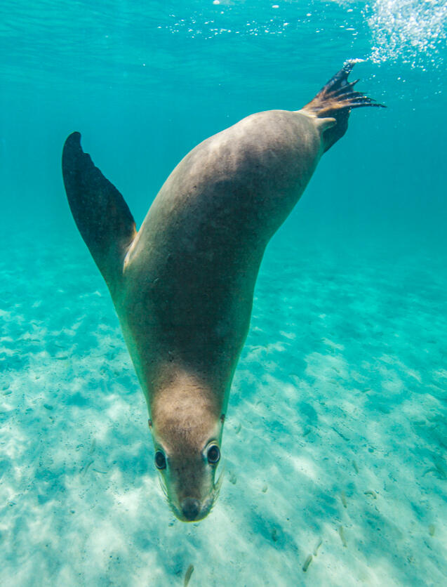 Penguins in a blue pool